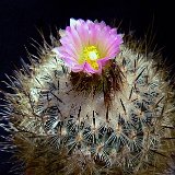 Rapicactus beguinii JLcoll.1844 (only one portion!)   ÉPUISÉ - OUT of STOCK - AGOTADO